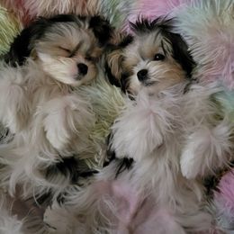 Maltese and Morkie Puppies from K and E Small Breed Puppies