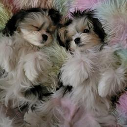 Maltese and Morkie Puppies from K and E Small Breed Puppies