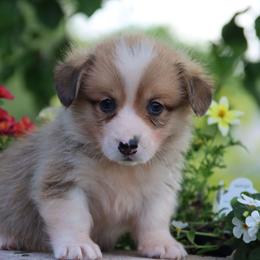 Oscar - Red male Pembroke Welsh Corgi puppy in Pollock, Missouri from Northstar