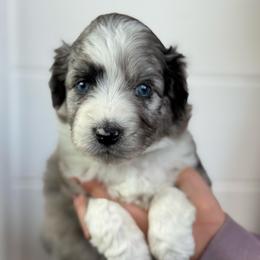 Slate - Blue merle male Aussiedoodle puppy in Columbia Falls, Montana from Firefly Horse Co Wellness Retreat Center