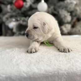Green collar - Yellow male Labrador Retriever puppy in Buckeye, Arizona from Wranglin Farms