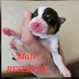 Boy 3 - Black and tan male American Corgi puppy in Neosho, Wisconsin from GC Farms Corgis