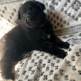 Pink paw collar - Black female German Shepherd puppy in Marion, Ohio from Legacy K9’s