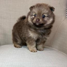 Reggie - Chocolate sable male Pomeranian puppy in Phoenix, Arizona from Luxpomz