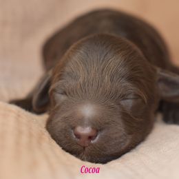 Cocoa - Chocolate female Australian Labradoodle puppy in York, Pennsylvania from Frosty Hill Australian Labradoodles
