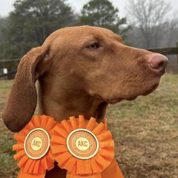 Vizslas from Jennifer's Vizslas