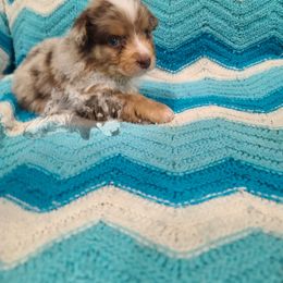 Australian Shepherd Puppies from Whitfarm Aussies