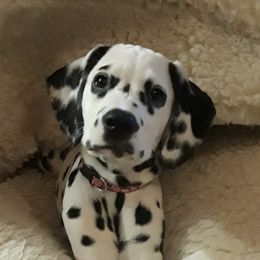 Dalmatian Puppies from Paisley