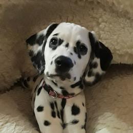 Dalmatian Puppies from Paisley