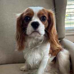 CARTER - Cavalier King Charles Spaniel