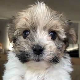 Havanese Puppies from Golden Glen Havanese