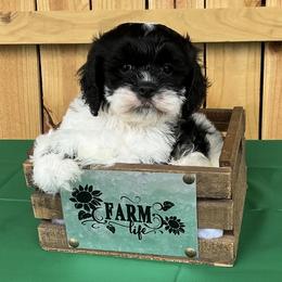 Domino - Black and white male Cockapoo puppy in Connersville, Indiana from MoonShine Babies
