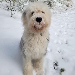 Golden Retriever and Old English Sheepdog All Grown Up from Saddle Rock Golden Retrievers & Old English Sheepdogs