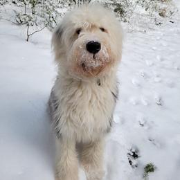 Golden Retriever and Old English Sheepdog All Grown Up from Saddle Rock Golden Retrievers & Old English Sheepdogs