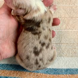 Astro - Red merle male Miniature Australian Shepherd puppy in Sandy Hook, Kentucky from RidgeTop Aussies