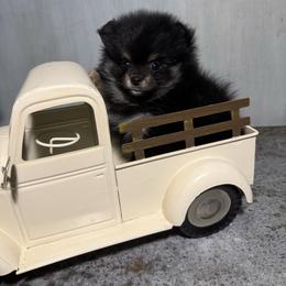 Maple - Black and tan female Pomeranian puppy in Sandia, Texas from Broken Arrow Poms