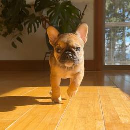 Whimsy - Fawn and white female French Bulldog puppy in Redway, California from Lost Coast French Bulldogs