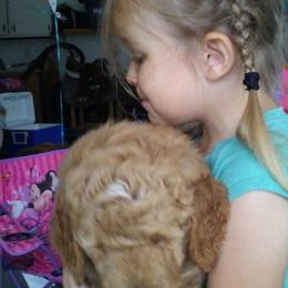 Assorted Doodle Crosses Puppies from Southern Star Goldendoodles