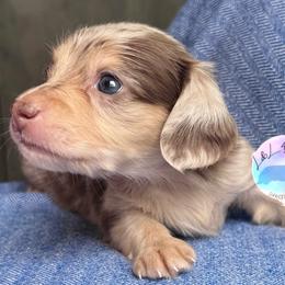 Girl 1 - Dapple female Dachshund puppy in Houston, Texas from L&L 4D Dancer’s Dachshunds
