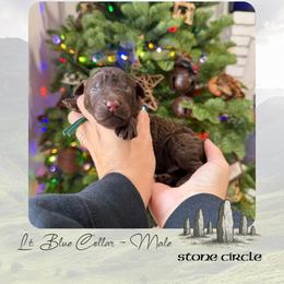 Stone Circle - Lt. Blue Collar - Chocolate male Goldendoodle puppy in Garland, Texas from Twilight Doodles