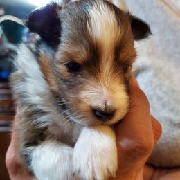 Girl 3 - Toy Shetland Sheepdog puppy from LaLa's Lilliputian Lassies