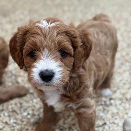 Miranda - Red  female Goldendoodle puppy in Wharton, Texas from Little Fur Friends