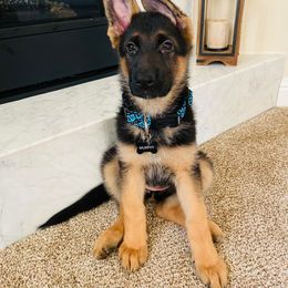 German Shepherd Puppies from Chico's German Shepherds