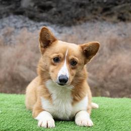 Sookie - Pembroke Welsh Corgi