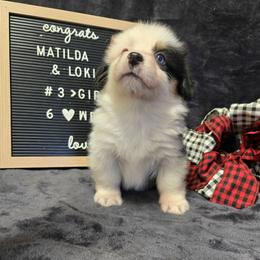 3 white collar girl - Black and tan female Pembroke Welsh Corgi puppy in Harrisburg, Illinois from Parish Corgis