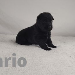 Dario - Black German Shepherd puppy in Hays, Kansas from Smith's Shepherds