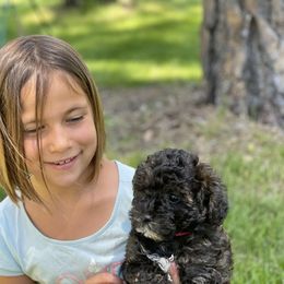 Havapoo Puppies from HopplevalleyPTA...(Puppies To Adore)