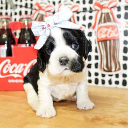 Tillie - Black and white female Cocker Spaniel puppy in Rattan, Oklahoma from Double M Cocker Spaniels