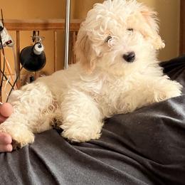 Green Boy - Buff and white male Cockapoo puppy in Bayville, New Jersey from Lovin Lil CutiePoos