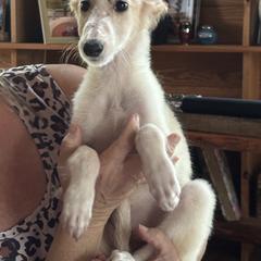 Sunny - Apricot female Borzoi puppy in Columbia, North Carolina from Muse Borzoi