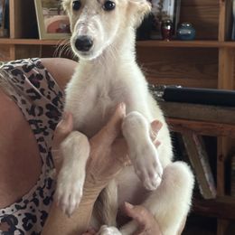 Sunny - Apricot female Borzoi puppy in Columbia, North Carolina from Muse Borzoi