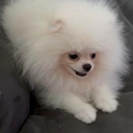 Luna - Cream female Pomeranian puppy in Salem, Oregon from PNW Dynasty Poms