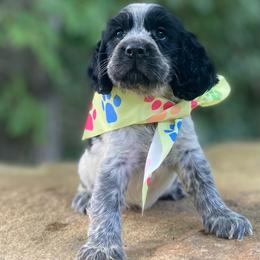 Mona - Black and white female English Springer Spaniel puppy in Crawford, Tennessee from Lilly Lane Spaniels
