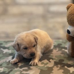 Labrador Retriever Puppies from Central Texas Labs