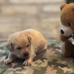Labrador Retriever Puppies from Central Texas Labs