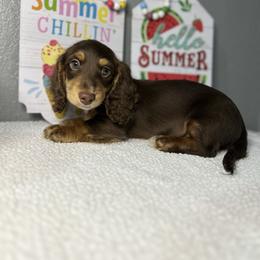 Ranger - Chocolate and tan male Dachshund puppy in Tahlequah, Oklahoma from Quick Little Dachshunds
