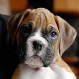 Boxer Puppies from Ripn T Boxers