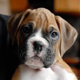 Boxer Puppies from Ripn T Boxers