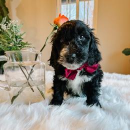 Joey - Black and white male Sheepadoodle puppy in Republic, Missouri from DOOD & Co