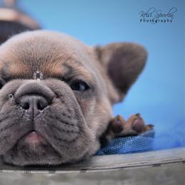 French Bulldog Puppies from Bullish Pride