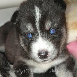 Artemis - Sable and white female Siberian Husky puppy in Richland, Mississippi from Feazell’s Siberian Huskies