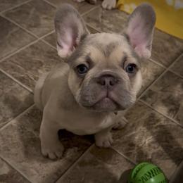 Claribel - Blue fawn female French Bulldog puppy in Spokane, Washington from Lilac City Frenchies