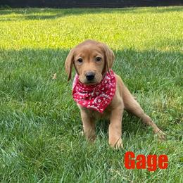 Gage - Yellow male Labrador Retriever puppy in Tigard, Oregon from Morrison Labrador Retreivers