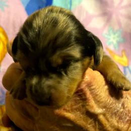 GIGI CKC REGISTERED FULL RIGHTS - Dapple female Dachshund puppy in Elizabethtown, Kentucky from Teeny Tiny Puppy Tails