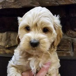 Girl 3 - Buff and white Cockapoo puppy in Mena, Arkansas from Ouachita River Cockapoos