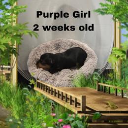 Shelby's purple girl - Black and tan female Yorkshire Terrier puppy in Inverness, Florida from Luvayorkie&more
